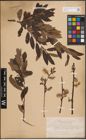 Foto von Salix atrocinerea Brot. x Salix purpurea L.